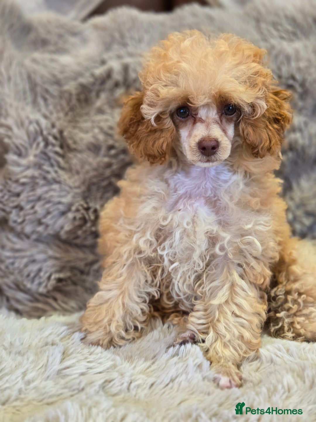 Toy Poodle dogs for sale: KC Reg stunning tiny Choc Apricot Girl Toy Poodle - Image 4