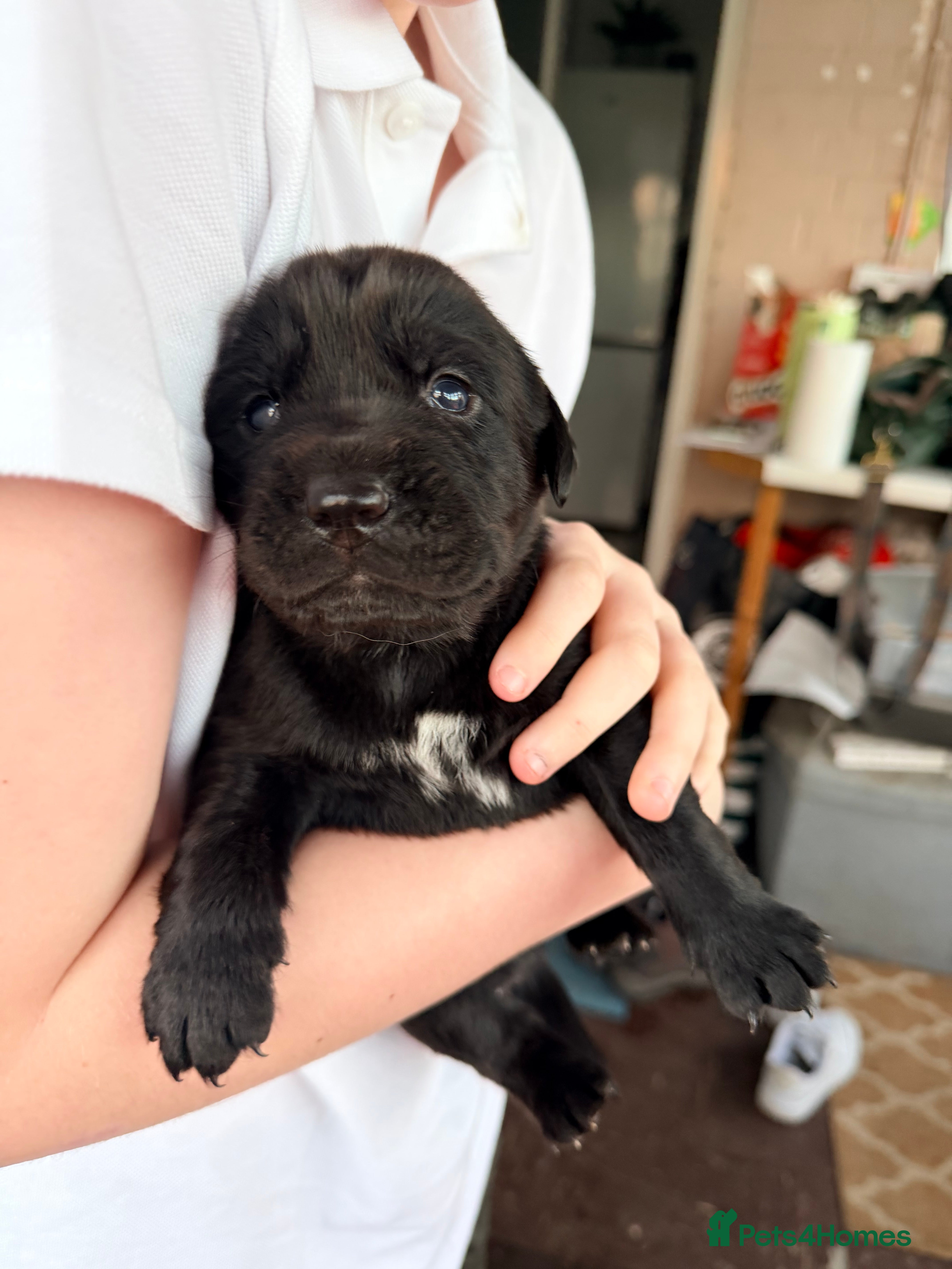 Springador dogs Springador (ready for viewing 24th ) - Advert 4