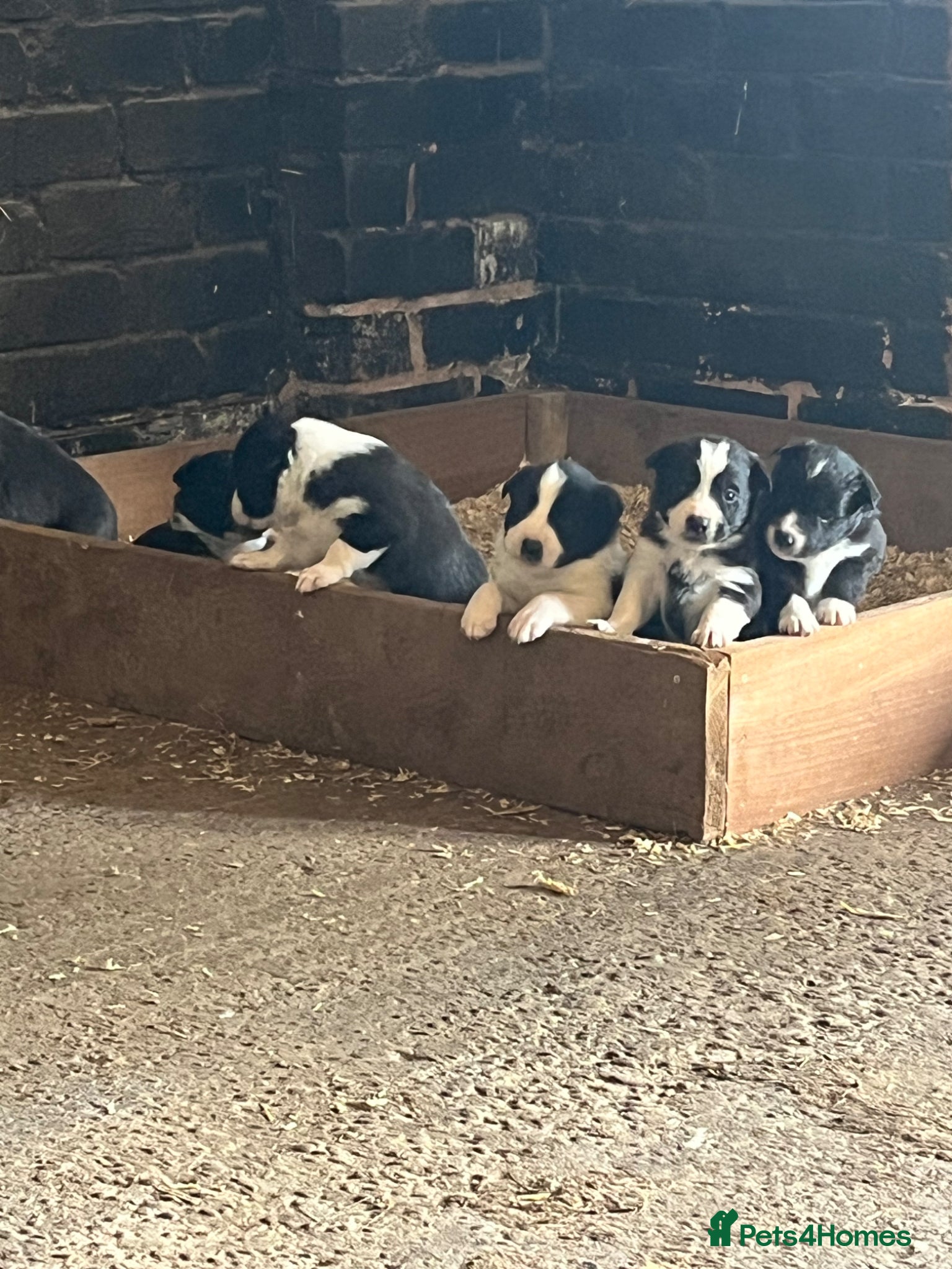 Border Collie dogs for sale: 🐾 STUNNING BLACK & WHITE BORDER COLLIE PUPPIES - Advert 1