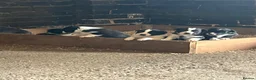 Border Collie dogs for sale: 🐾 STUNNING BLACK & WHITE BORDER COLLIE PUPPIES in Mansfield - Advert 1
