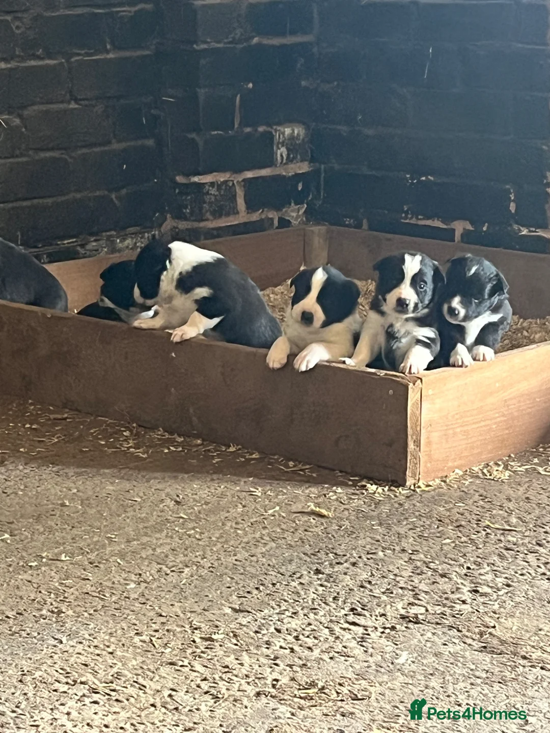 Border Collie dogs for sale: 🐾 STUNNING BLACK & WHITE BORDER COLLIE PUPPIES in Mansfield - Advert 1