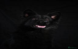 German Shepherd dogs for sale: Long coat black German shepherd  - Image 6