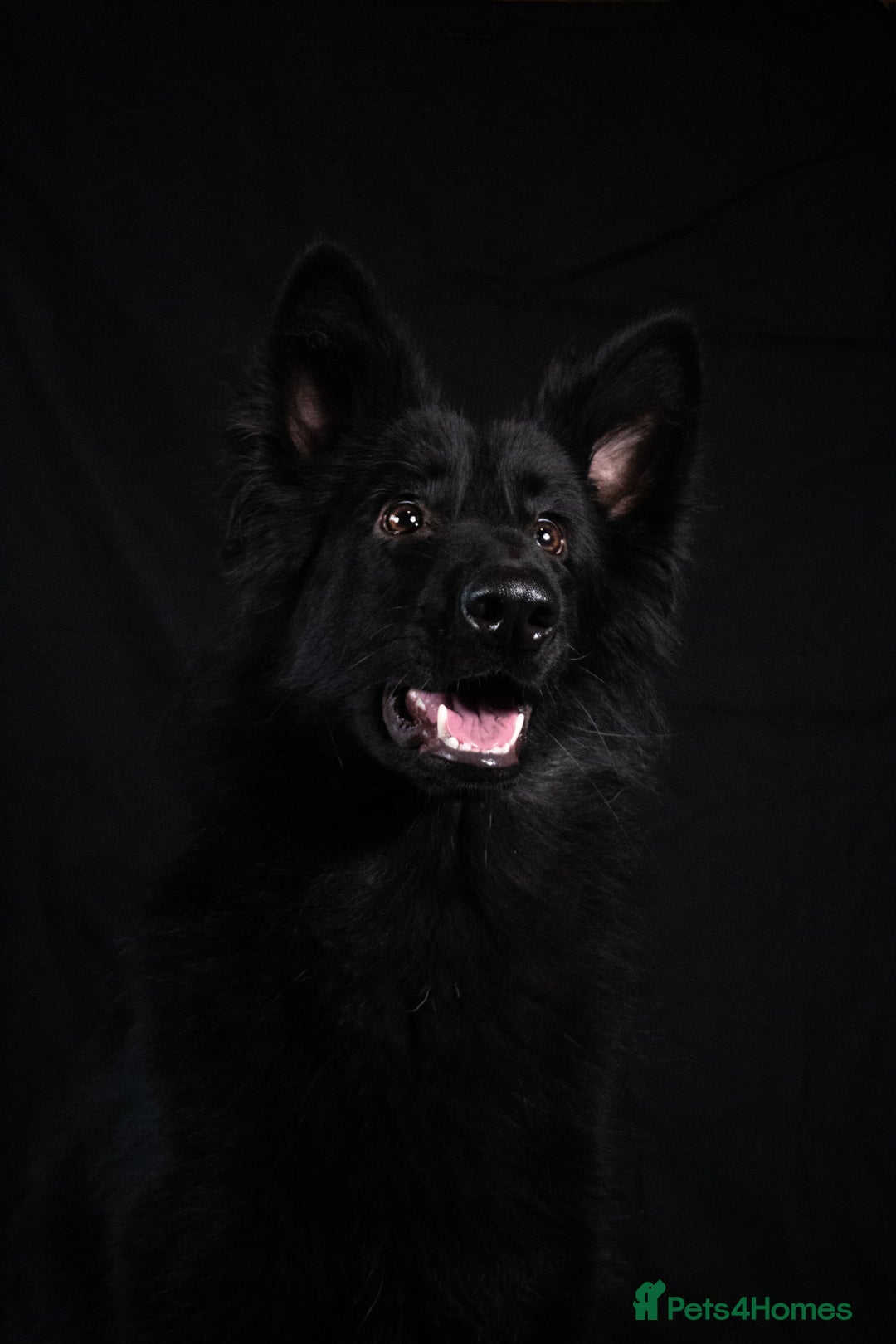 German Shepherd dogs for sale: Long coat black German shepherd  - Image 6