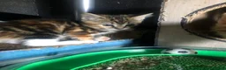 Domestic Shorthair cats for sale: Loving gorgeous kittens ready for new ho e - Advert 7