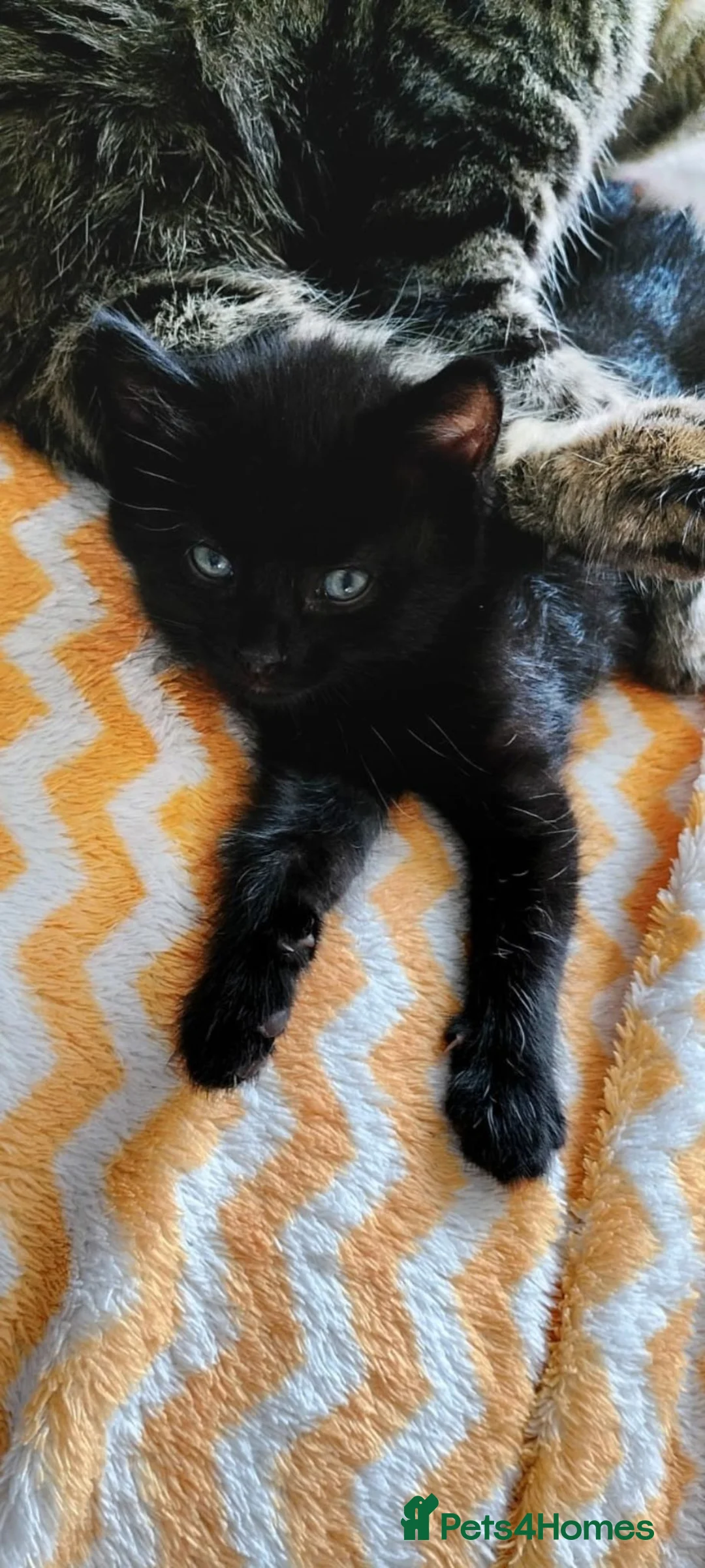 Mixed Breed cats for sale: 2 lovely Boys , ready to leave  - Advert 4
