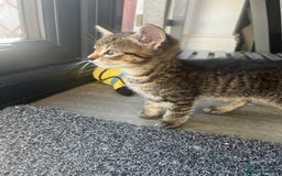 Bengal cats for sale: Bengal cross tabby’s  - Image 10