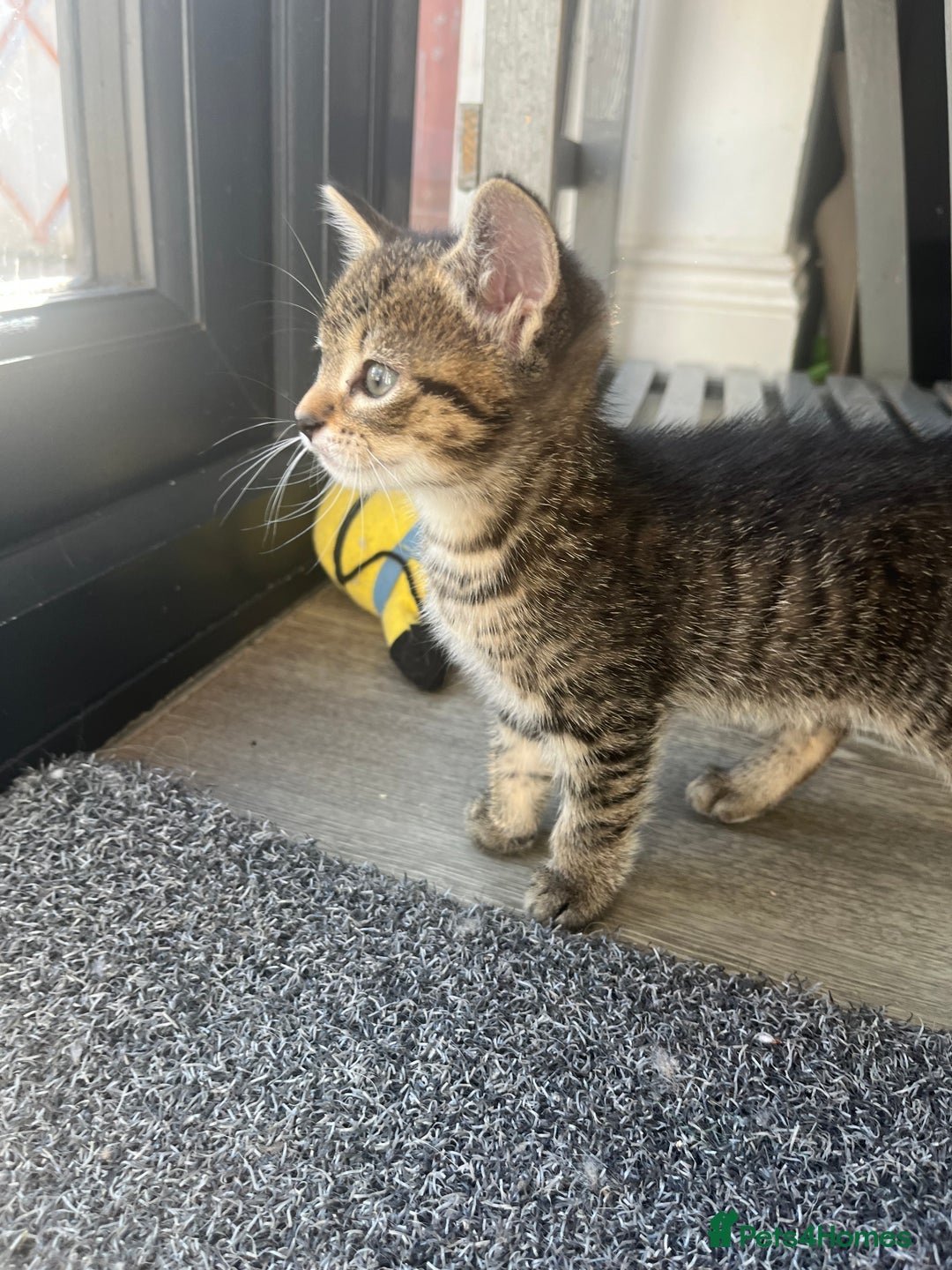 Bengal cats for sale: Bengal cross tabby’s  - Image 10