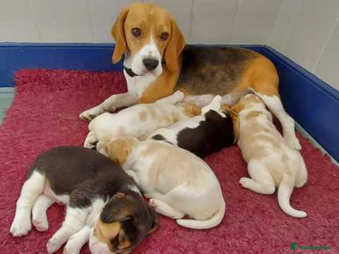 Beagle dogs for sale: Beautiful beagle puppies for sale  - Image 4