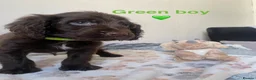 Cockapoo dogs for sale: 💕 cockapoo pups 💕 - Advert 12