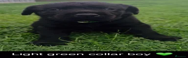Labrador Retriever 1