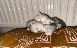Persian cats for sale: Persian Chinchilla Kittens - Image 10