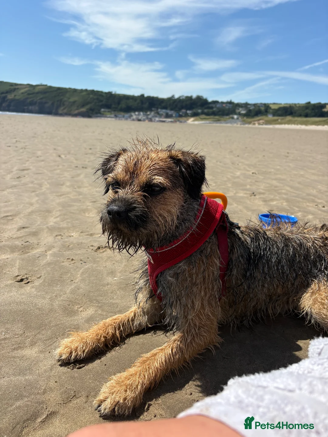 Border Terrier dogs for stud: Border Terrier for Stud - Advert 2