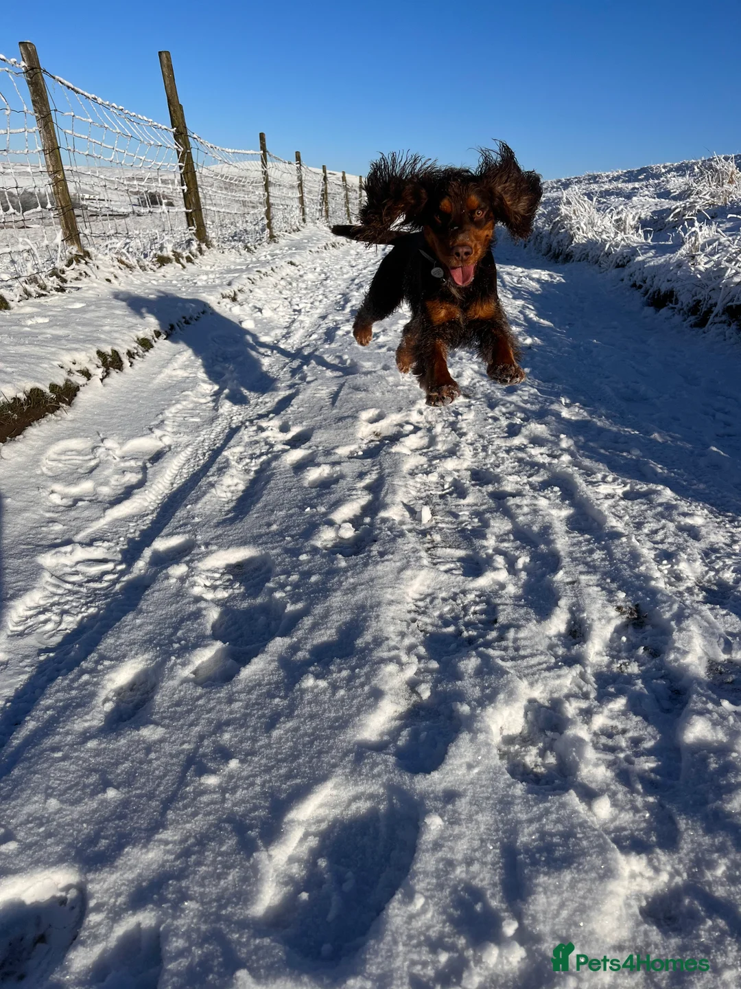 Cocker Spaniel dogs for stud: Working Cocker spaniel at stud - Advert 13