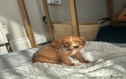 Cocker Spaniel dogs for sale: 9week old pup - Image 3
