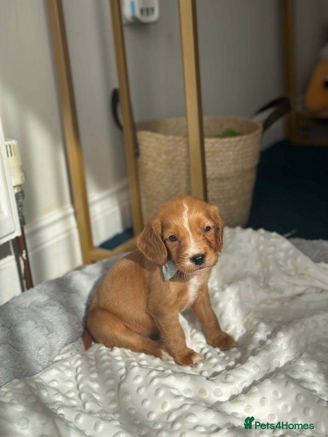Cocker Spaniel dogs for sale: 9week old pup - Image 3