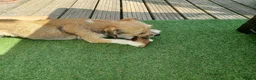 Mixed Breed dogs for adoption: Betsey 🩷 in Bournemouth - Advert 5