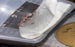 Gecko reptiles for sale: Baby leopard gecko hatchling  - Image 2