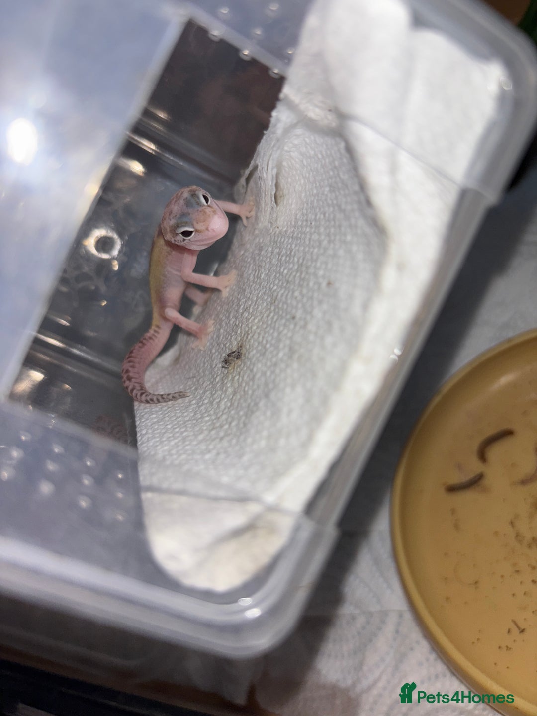 Gecko reptiles for sale: Baby leopard gecko hatchling  - Image 2
