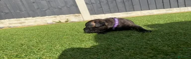 Staffordshire Bull Terrier 6