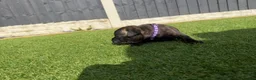 Staffordshire Bull Terrier dogs for sale: KC Registered Red/Brindle Staffy Puppies - Advert 16