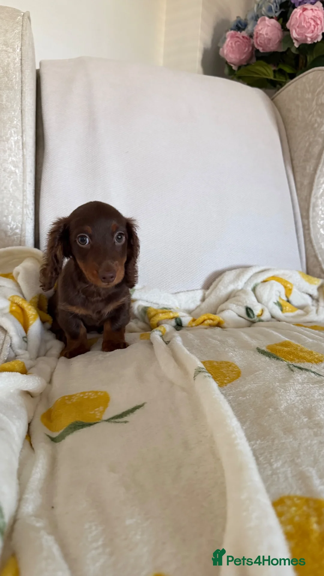 Miniature Dachshund dogs for sale: KC Chocolate & Tan Miniature Dachshund Puppy - Advert 2