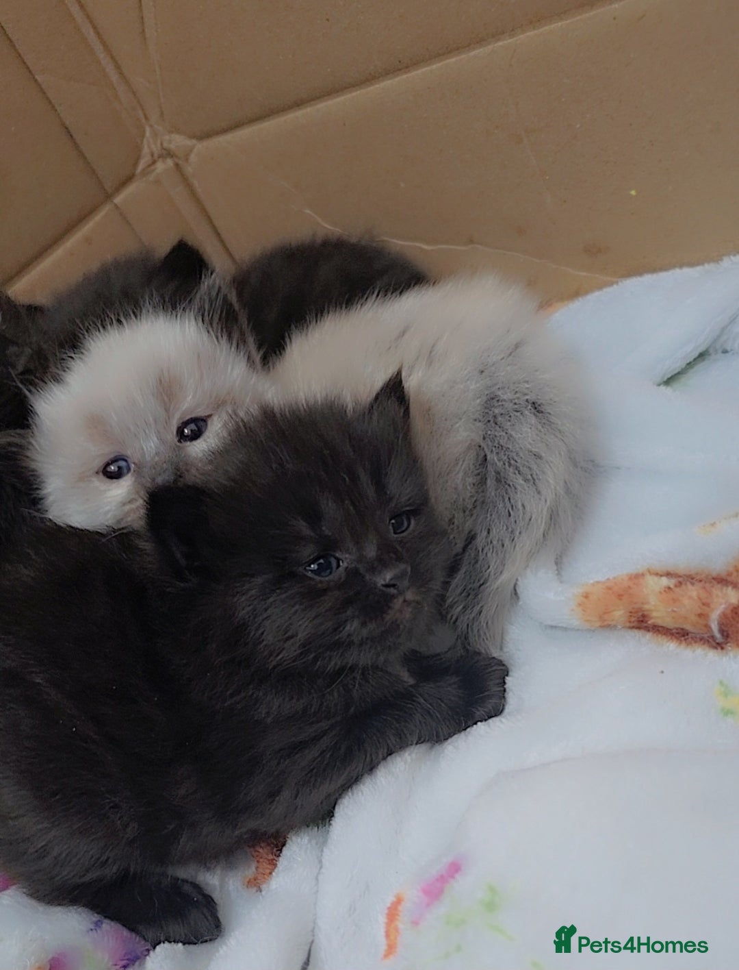 Maine Coon cats for sale: Mainecoon/ragdoll  - Advert 4