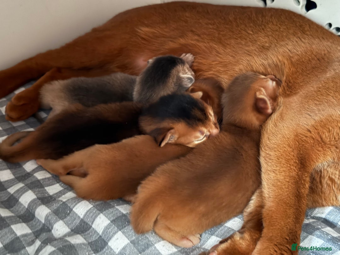Abyssinian cats for sale: Amazing champion parents litter ❤️ - Image 5