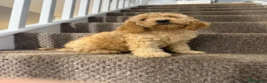 Cockapoo 2