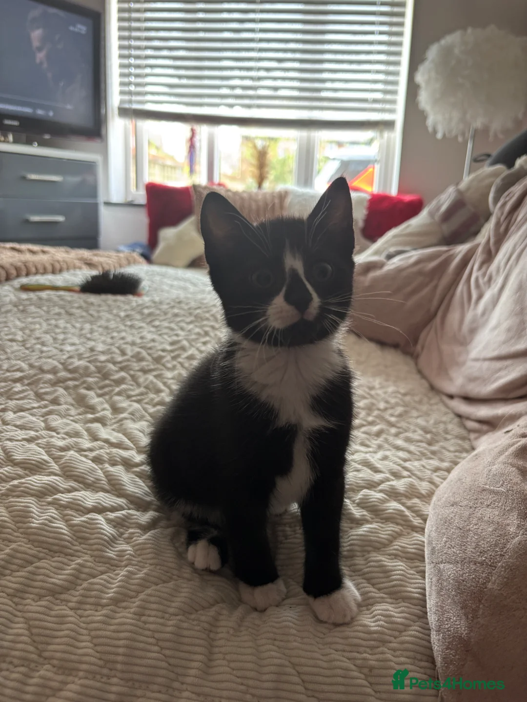 Domestic Shorthair cats for sale: Lily the kitten - Advert 1