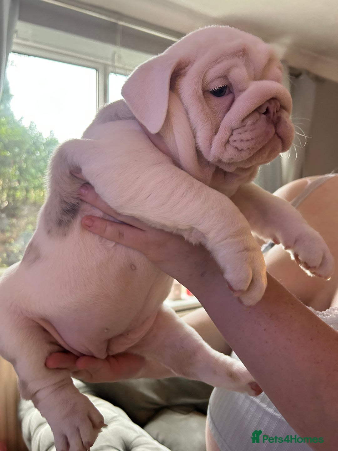 English Bulldog dogs for sale: Last Female English bulldog puppy  - Advert 1