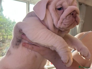 English Bulldog dogs Last Female English bulldog puppy - Advert 5