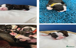 Boston Terrier dogs for sale:  🩷 KC reg gorgeous Boston terrier puppies  💙 - Image 2