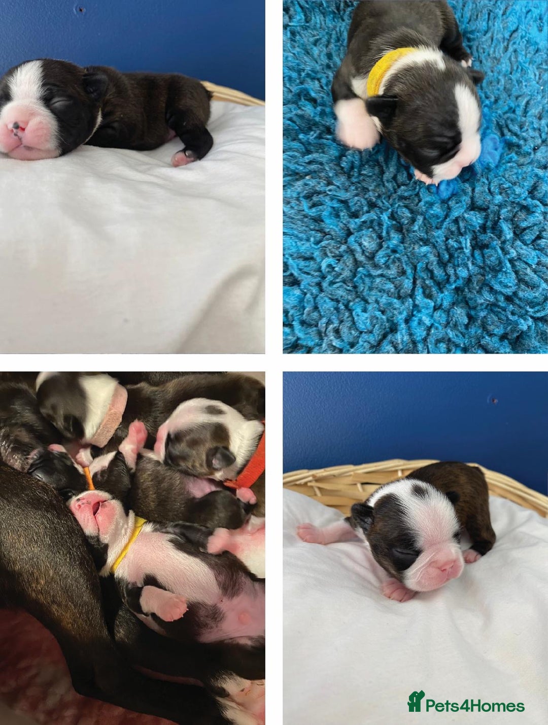 Boston Terrier dogs for sale:  🩷 KC reg gorgeous Boston terrier puppies  💙 - Image 2