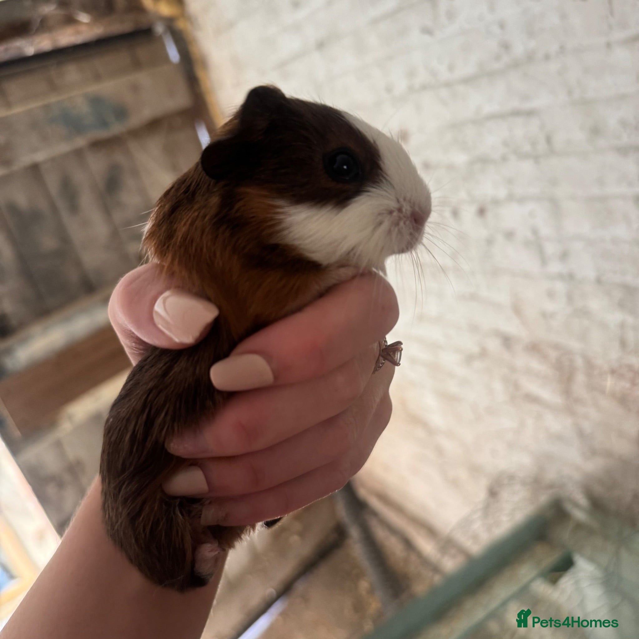 Guinea Pig rodents Adorable guineas ready NOW 2x boars left - Advert 12