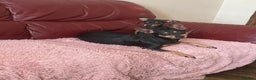 Miniature Pinscher dogs for sale: Beautiful Miniature Pinscher . - Advert 11