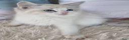 Ragdoll cats for sale: 💕Cute Champion line Ragdolls Kittens 💕 - Advert 3