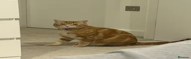 Domestic Shorthair Kitten 1