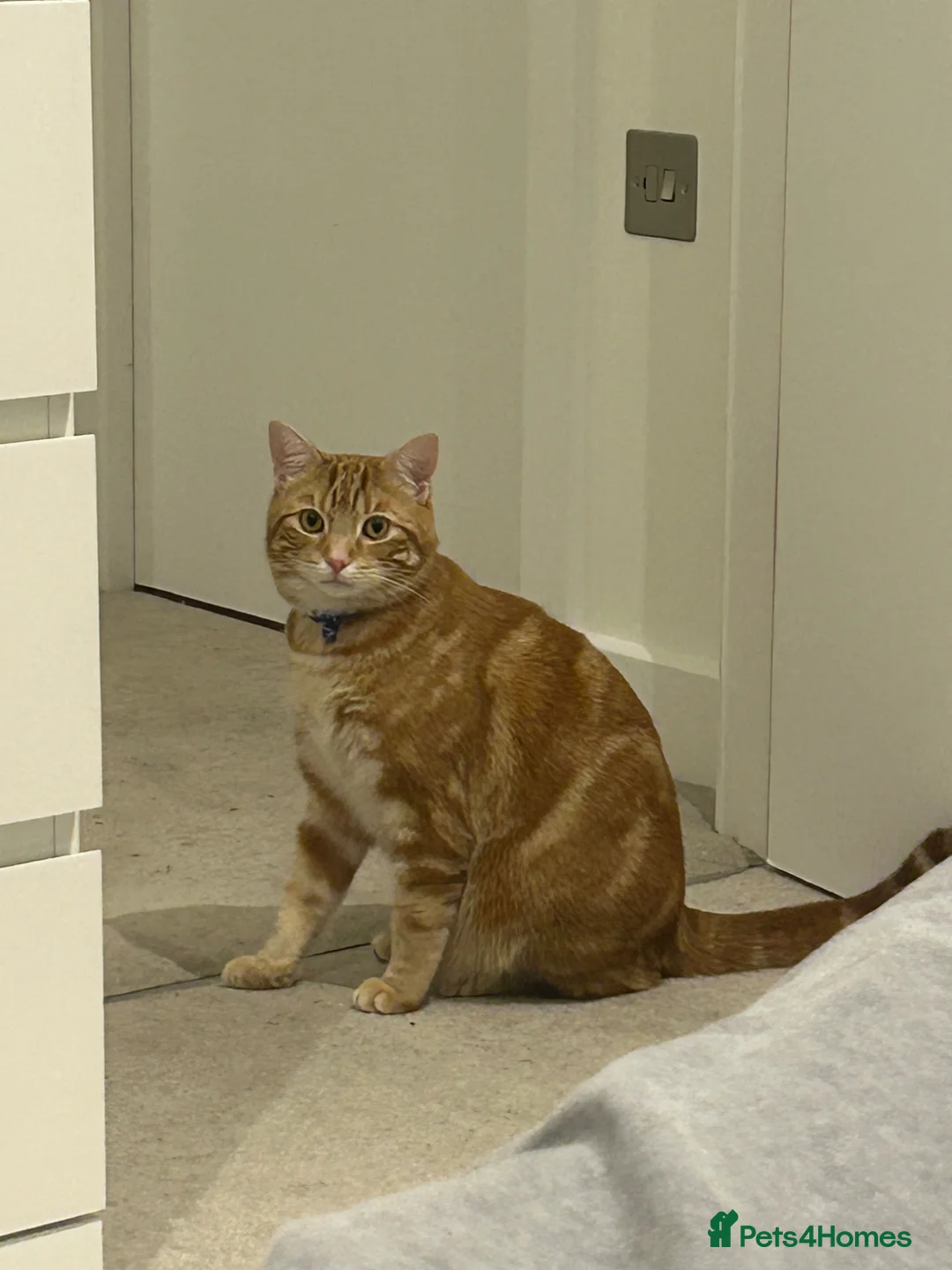 Domestic Shorthair cats for sale: 2 domestic shorthair cats male and female - Advert 2