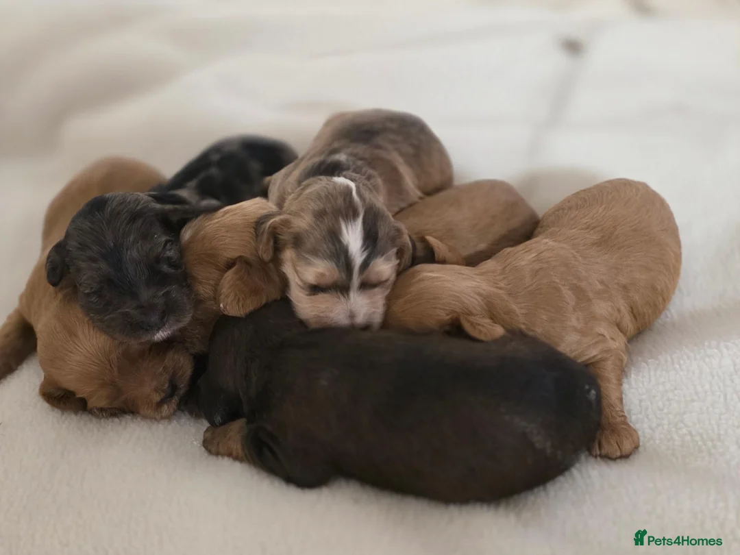 Cockapoo dogs for sale: Cockapoo puppies  - Advert 37