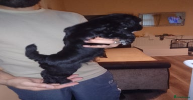 Shihpoo dogs - Advert 7