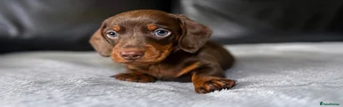 Miniature Dachshund 1