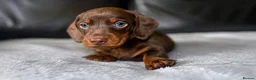 Miniature Dachshund dogs for sale: Miniature dachshunds  - Advert 5