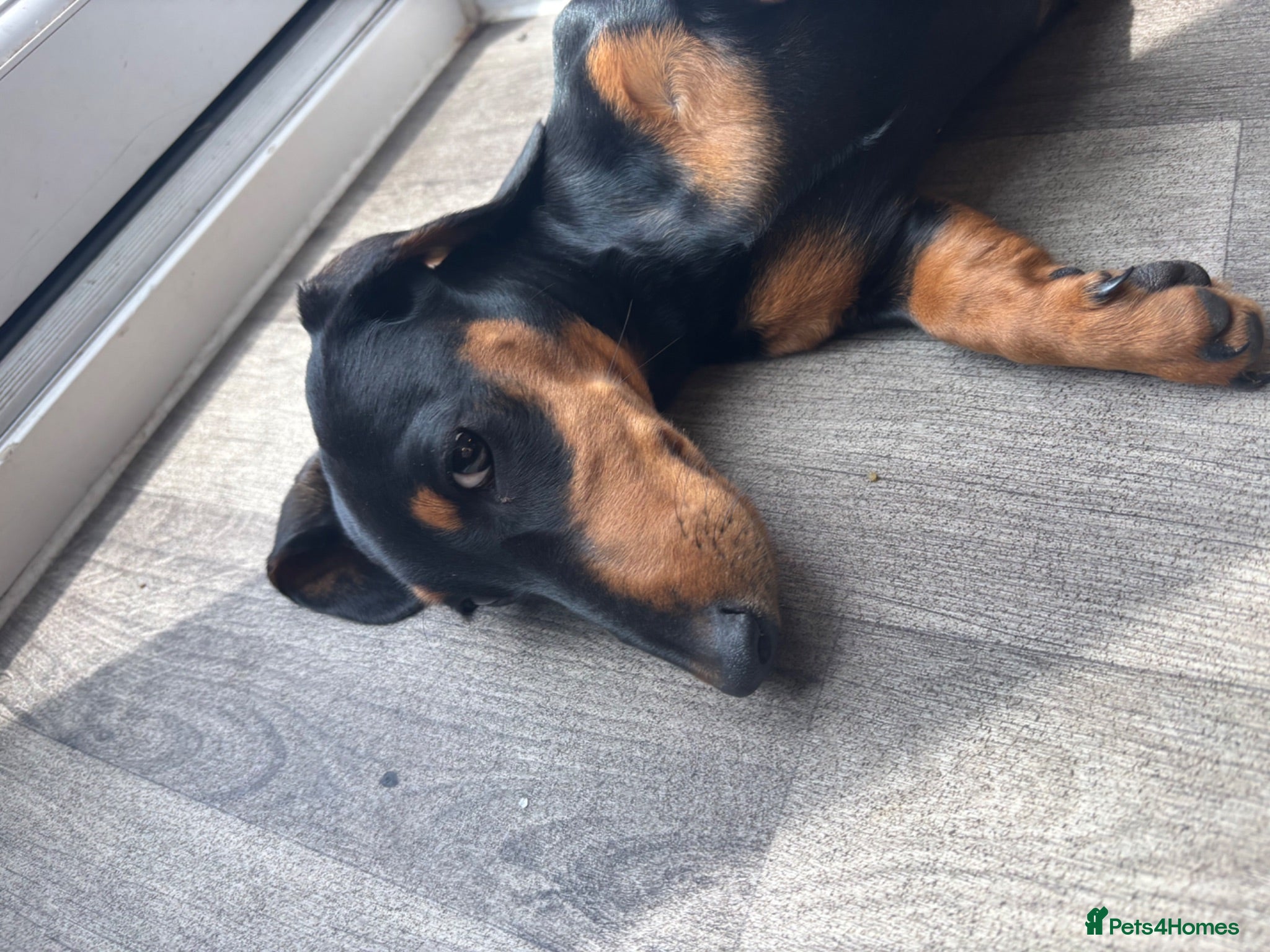 Miniature Dachshund dogs Miniature dachshund boy  - Advert 1