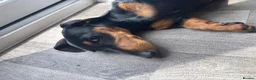Miniature Dachshund dogs for sale: Miniature dachshund boy  in Faversham - Advert 1