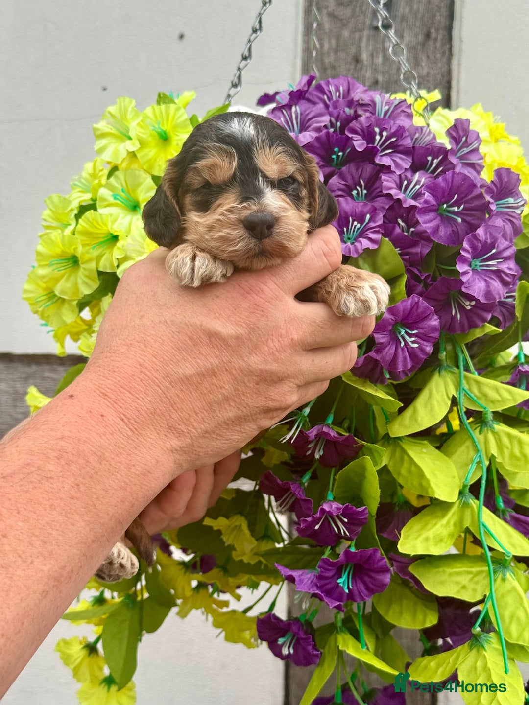Cockapoo dogs for sale: 7 F1 exquisite dna tested clear Cockerpoos - Image 5
