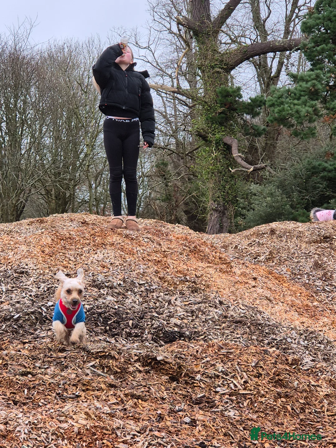 Chorkie dogs for sale: Little louie lovable cheeky affectionate boy - Advert 7