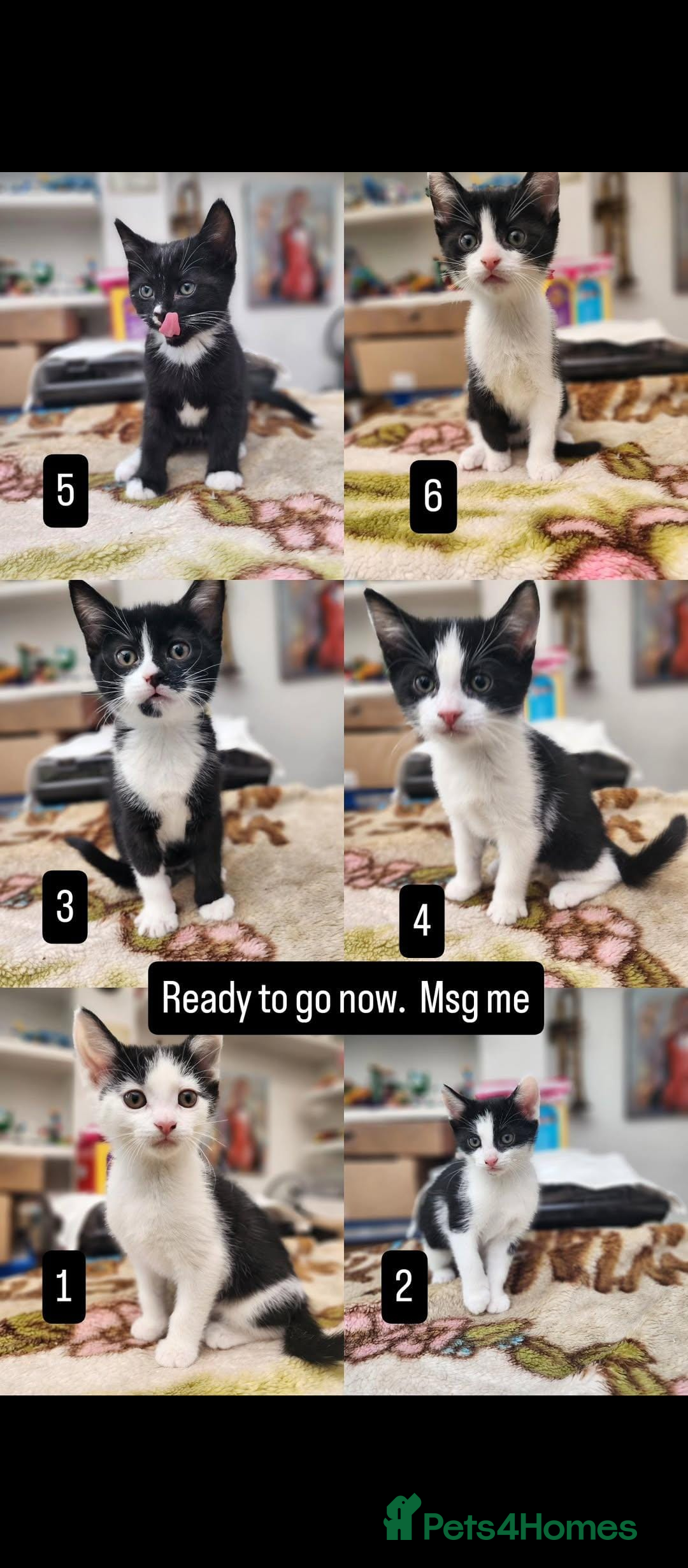 Mixed Breed cats for sale: Bombay X British Short Hair - Advert 1