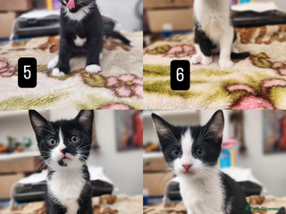 Mixed Breed cats Bombay X British Short Hair - Advert 18