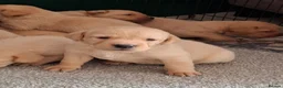 Labrador Retriever dogs for sale: KC Reg Labrador Pups - Advert 11