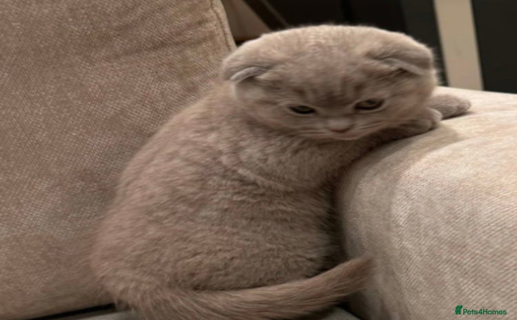 Scottish Fold cats - Advert 16